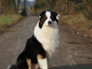 Australian Shepherd honden Raszuivere Australian Shepherd Black Tri Dekreu in Ootmarsum - Advertentie 22