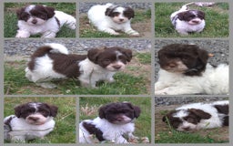 Havanezer honden te koop: Prachtige havanezer pups chocolade/wit in Weert - Afbeelding 1