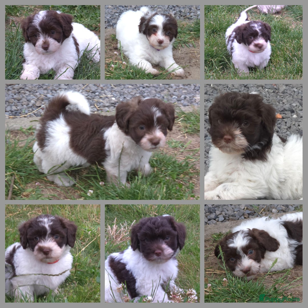 Havanezer honden te koop: Prachtige havanezer pups chocolade/wit in Weert - Afbeelding 1