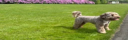 Kruising honden te koop: Australian Goldendoodle pups voor Autisme ADHD - Advertentie 13
