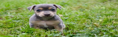 Jack Russel Terriër 1