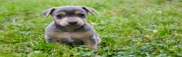 Jack Russel Terriër honden te koop: Knappe blue and tan Reu in Tuil - Advertentie 7