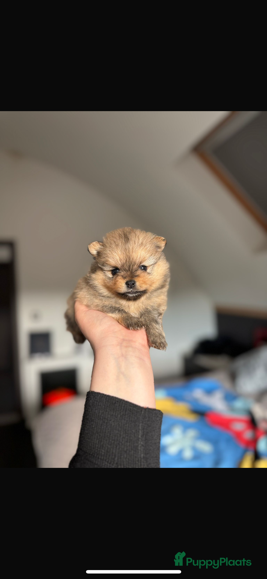 Pomeriaan honden te koop: Pomeriaan pups  - Afbeelding 15