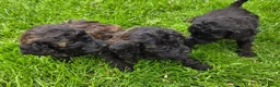 Labradoodle honden te koop: Mini labradoodle pups br/zw gemêleerd en 1 blond  - Advertentie 4