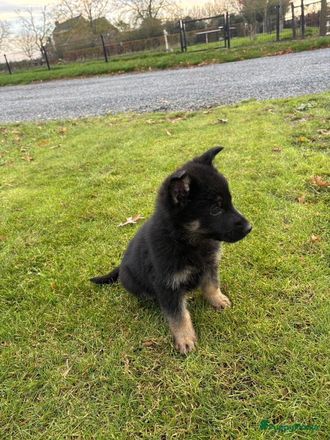Duitse Herder honden te koop: Duitse herder pups -10 WK- nog 1 pup beschikbaar! - Advertentie 21