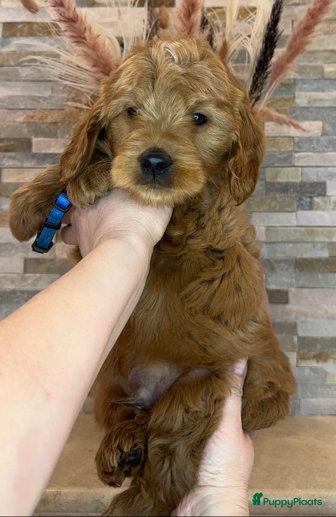 Goldendoodle honden te koop: Prachtige goldendoodle mini s  - Advertentie 6