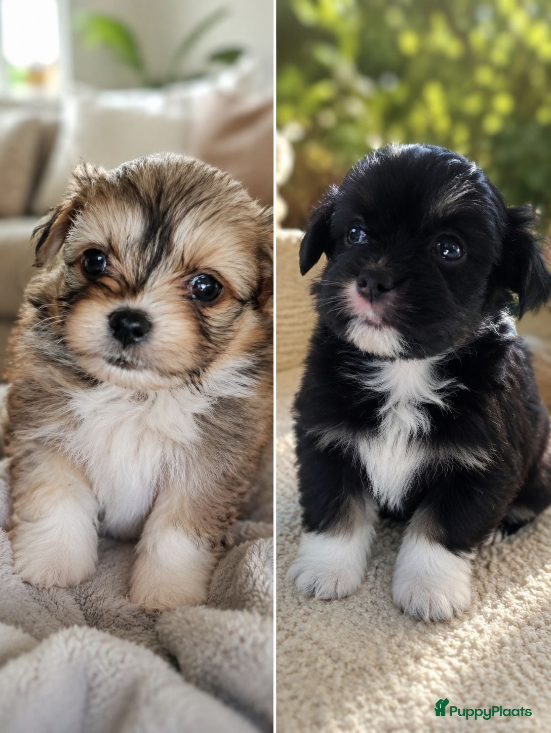 Shih Tzu honden Shihtzu  - Advertentie 2