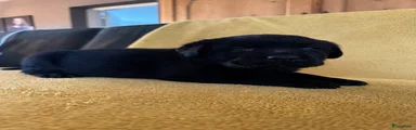 Labrador Retriever 1