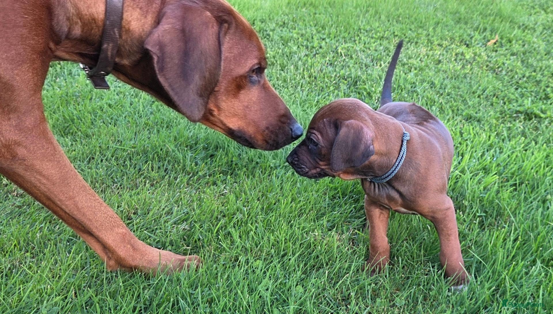 Rhodesian Ridgeback honden te koop: Prachtige Rhodesian Ridgeback pups met Stamboom - Advertentie 4