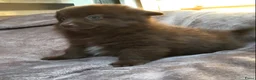 Pomchi honden te koop: Pomchi pups te koop - Advertentie 4
