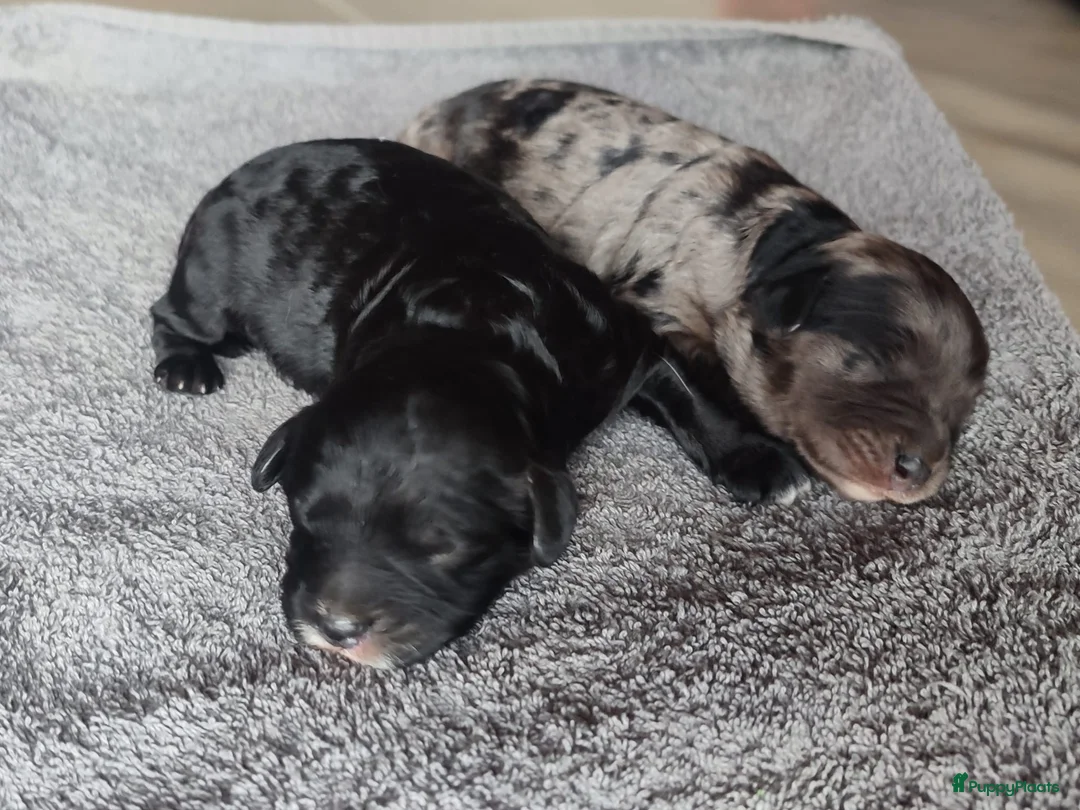 Cavapoo honden te koop: Cavapoo f1 pups - Advertentie 3