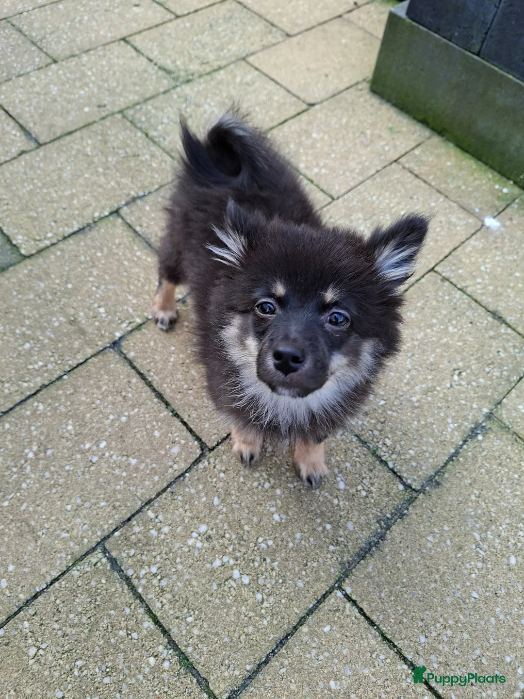 Kruising honden te koop: Black tan  - Advertentie 2