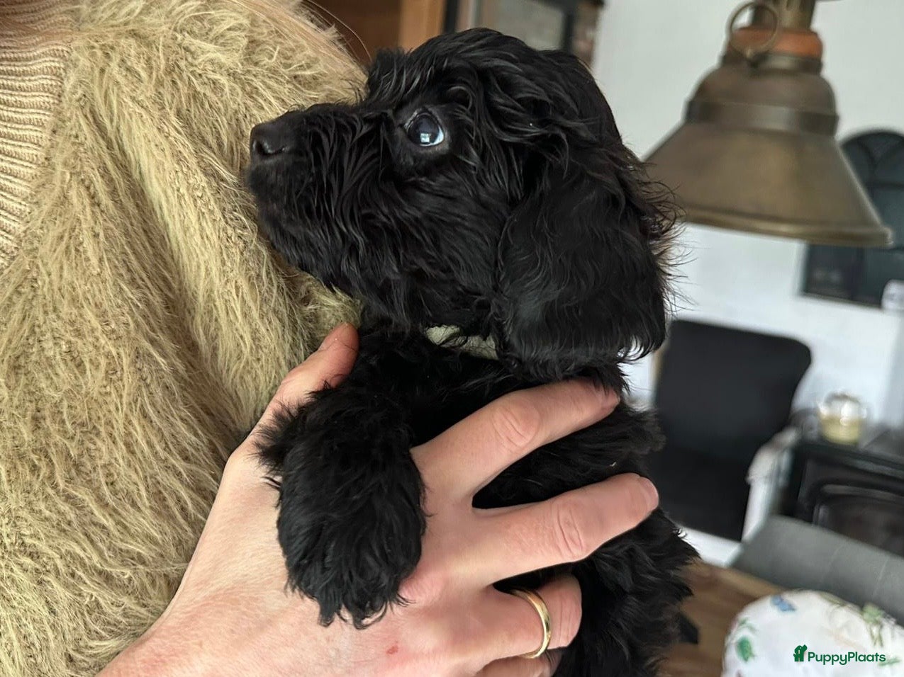 Labradoodle honden Labradoodle(multigen) mini/midi groeien op in huis - Advertentie 2