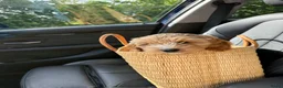 Australian Labradoodle honden te koop: Misschien zoekt dit Labradoodle pupje jou!  in Biervliet - Advertentie 14