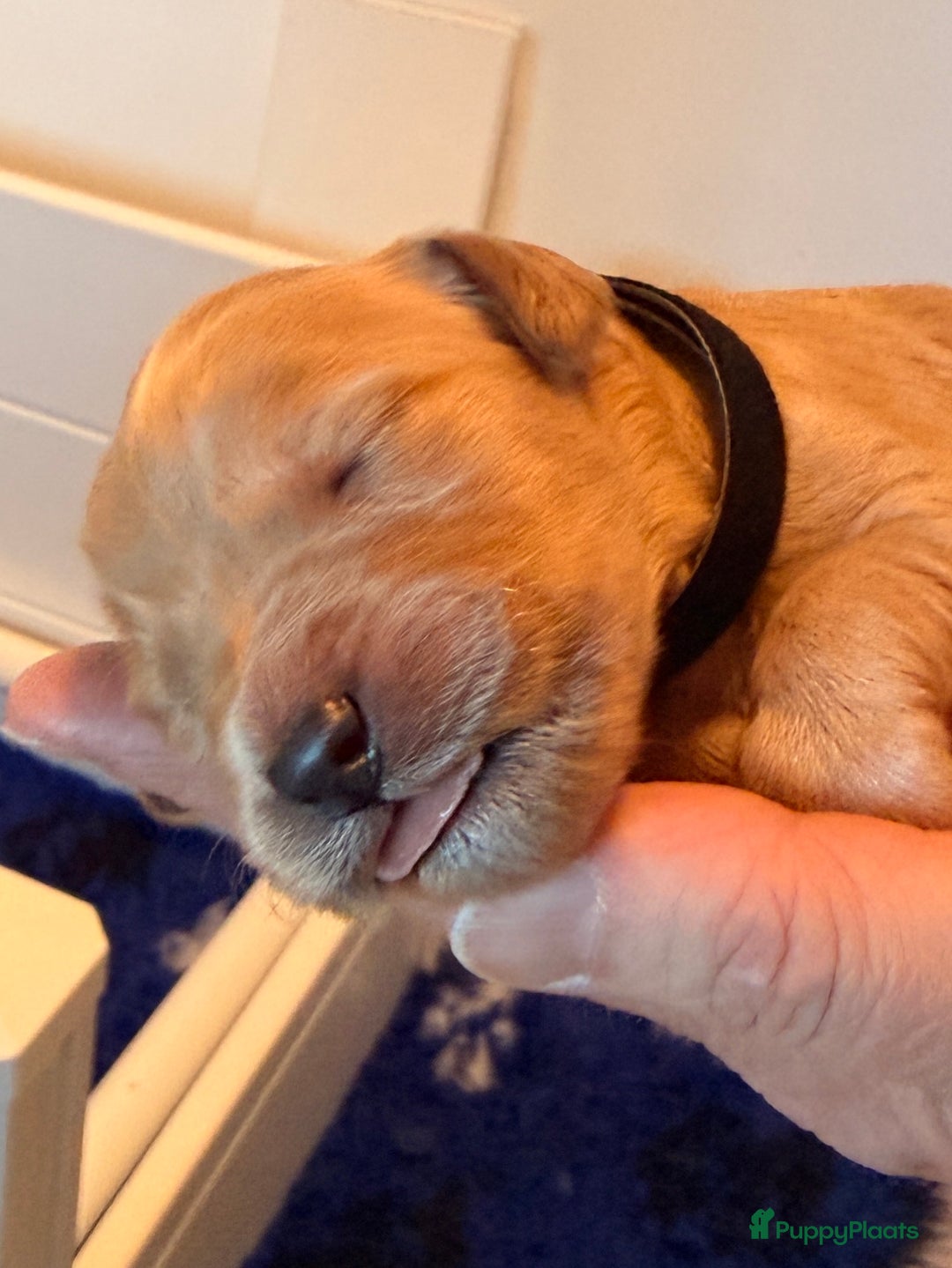 Kruising honden te koop: Goldendoodle/labradoodle  - Advertentie 33