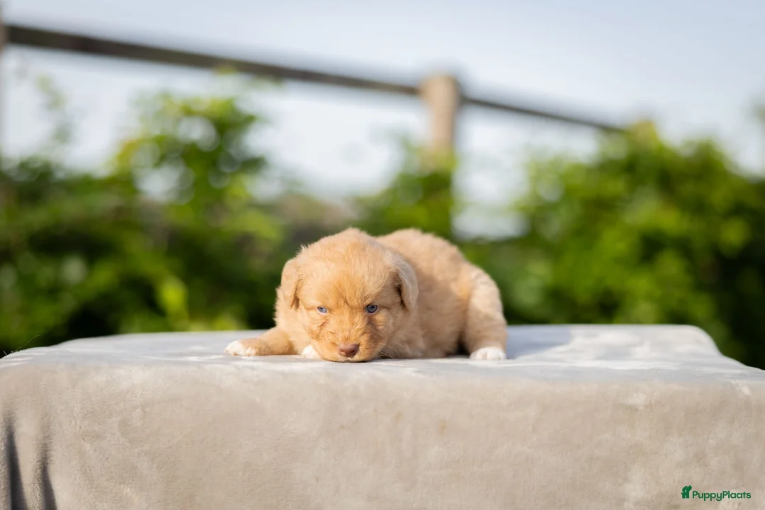 Nova Scotia Duck Tolling Retriever honden te koop: Toller pups beschikbaar! - Advertentie 2
