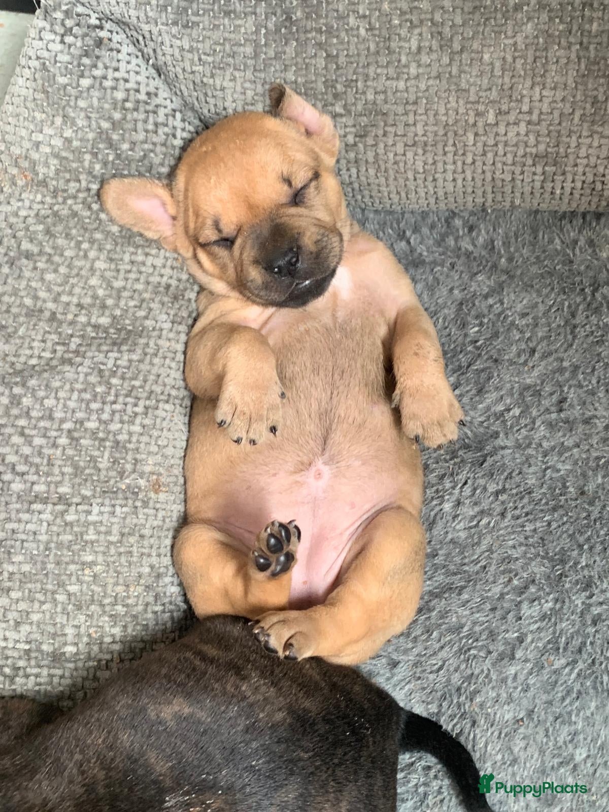 Kruising honden te koop: Mooie kruising fransebull / Americanbull - Advertentie 11