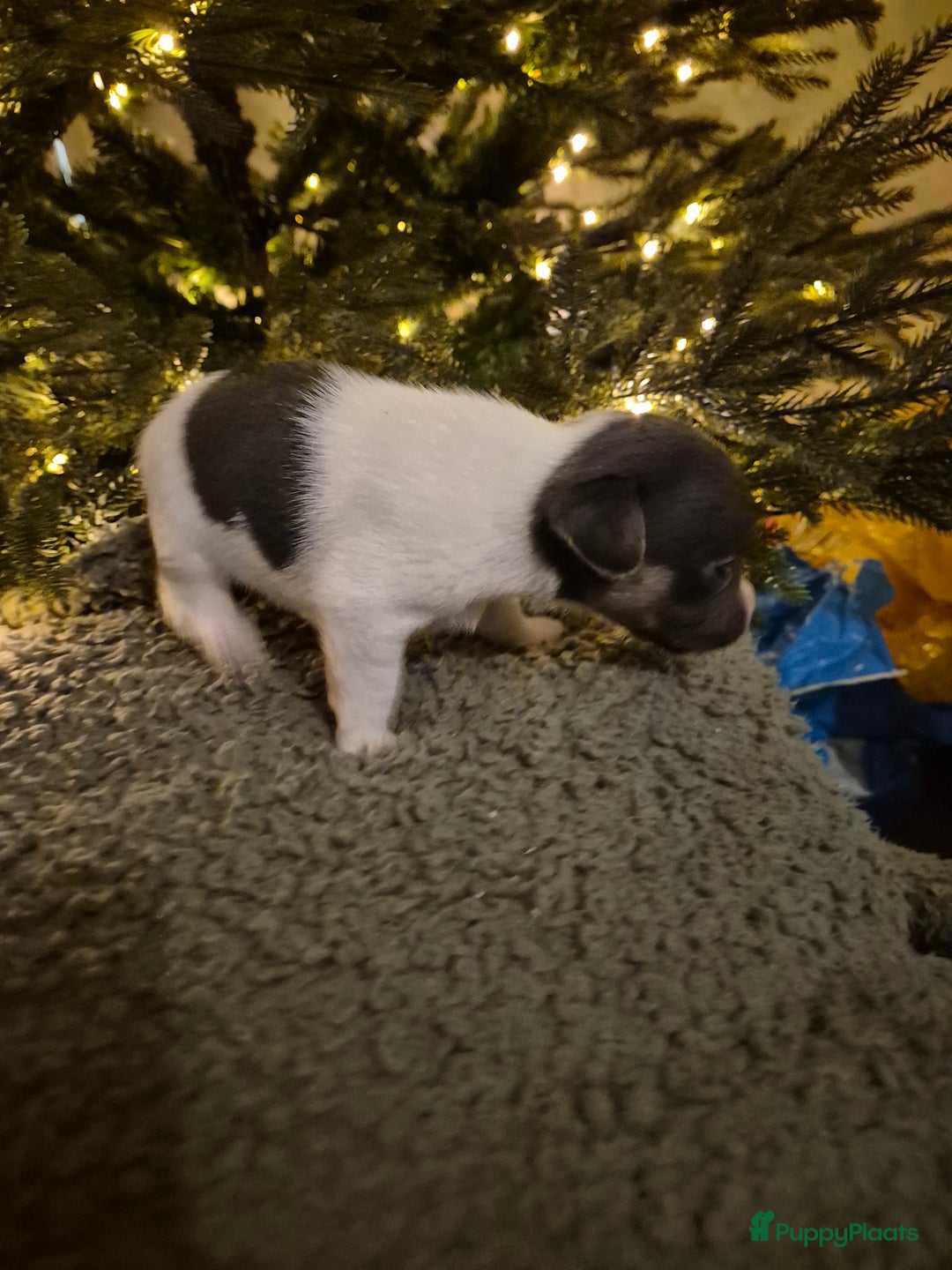 Jack Russel Terriër honden te koop: Nog 3 mooie jack Russell pups te koop - Advertentie 7