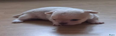 Chihuahua 1