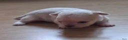 Chihuahua honden te koop: Mooi langharig chihuhmahua teefje - Advertentie 2