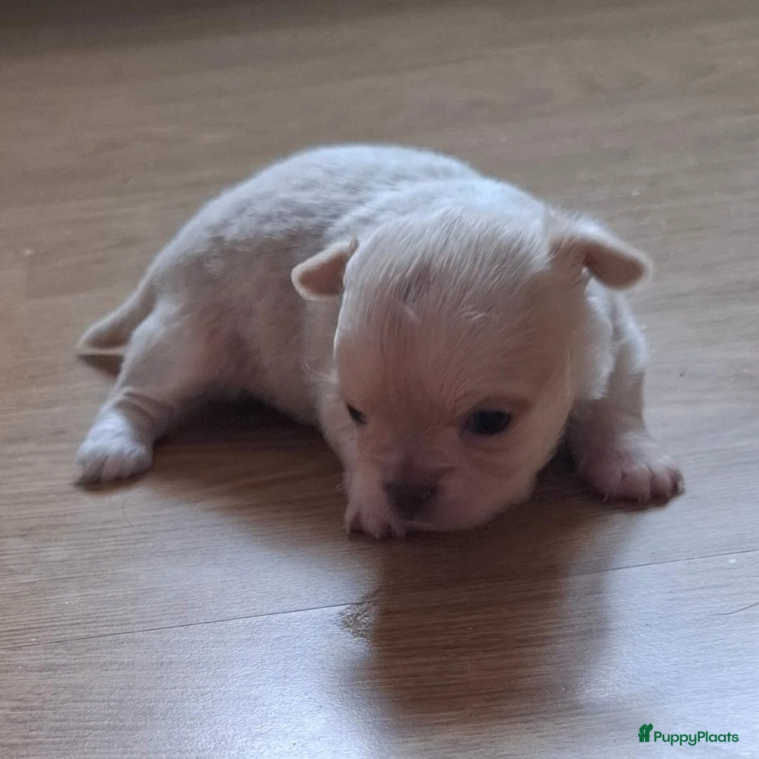 Chihuahua honden te koop: Mooi langharig chihuhmahua teefje - Advertentie 2