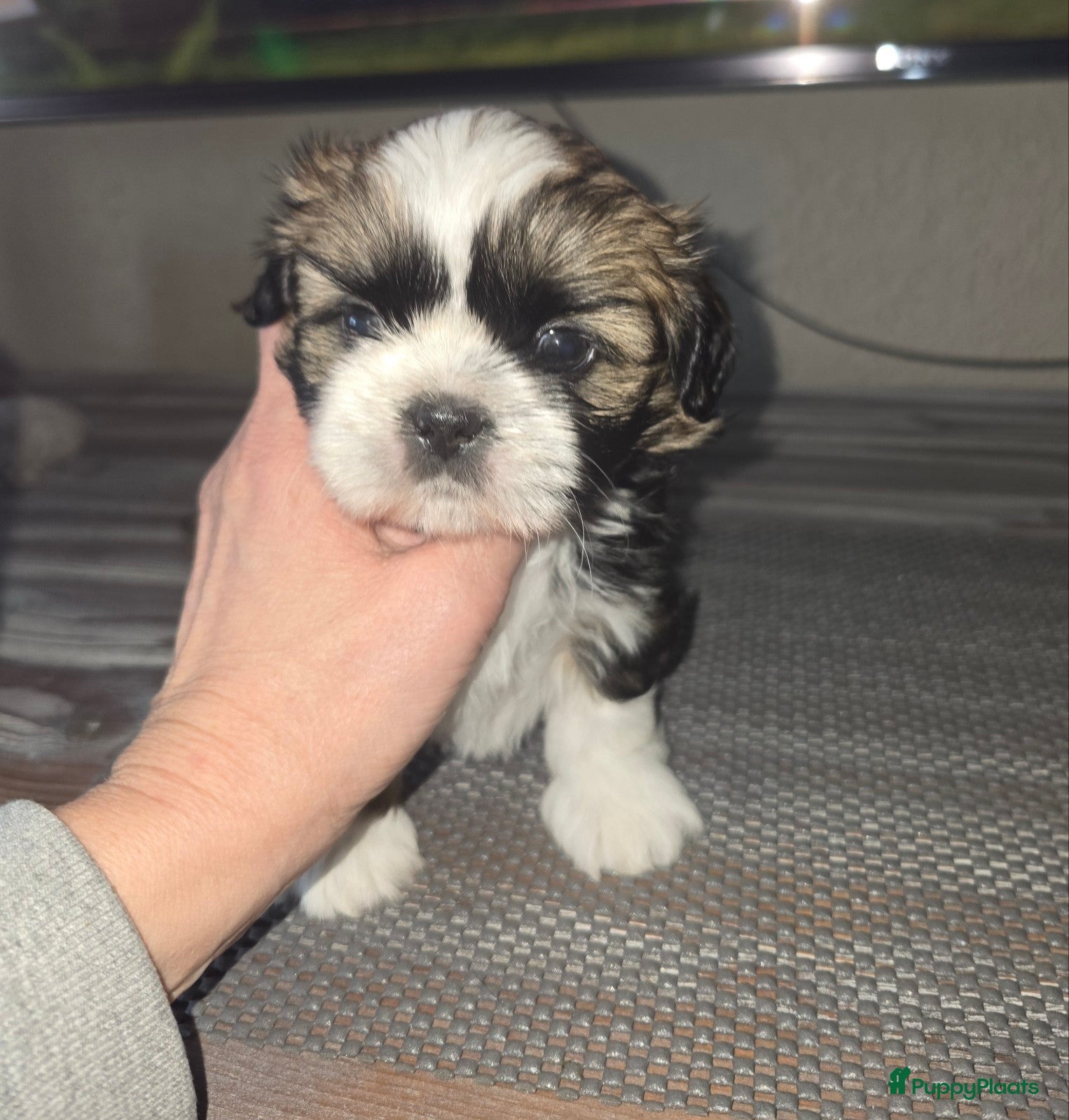 Shih Tzu honden Te koop raszuivere shih-tzu pups met fci stamboom  - Advertentie 2