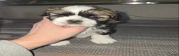 Shih Tzu honden te koop: Te koop raszuivere shih-tzu pups met fci stamboom  - Advertentie 2
