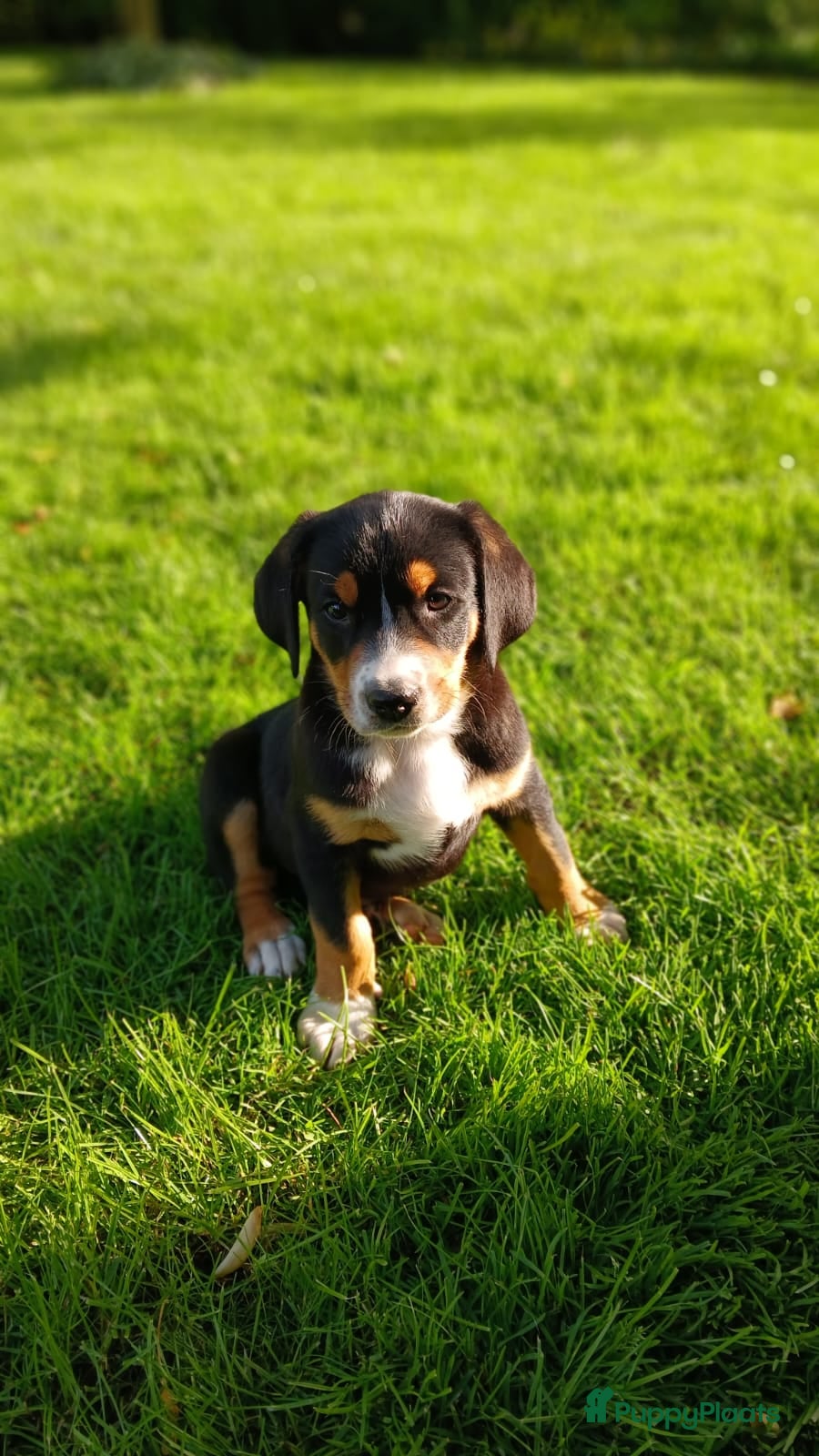 Grote Zwitserse Sennenhond honden Prachtige grote zwitserse sennenhond stamboek - Advertentie 1