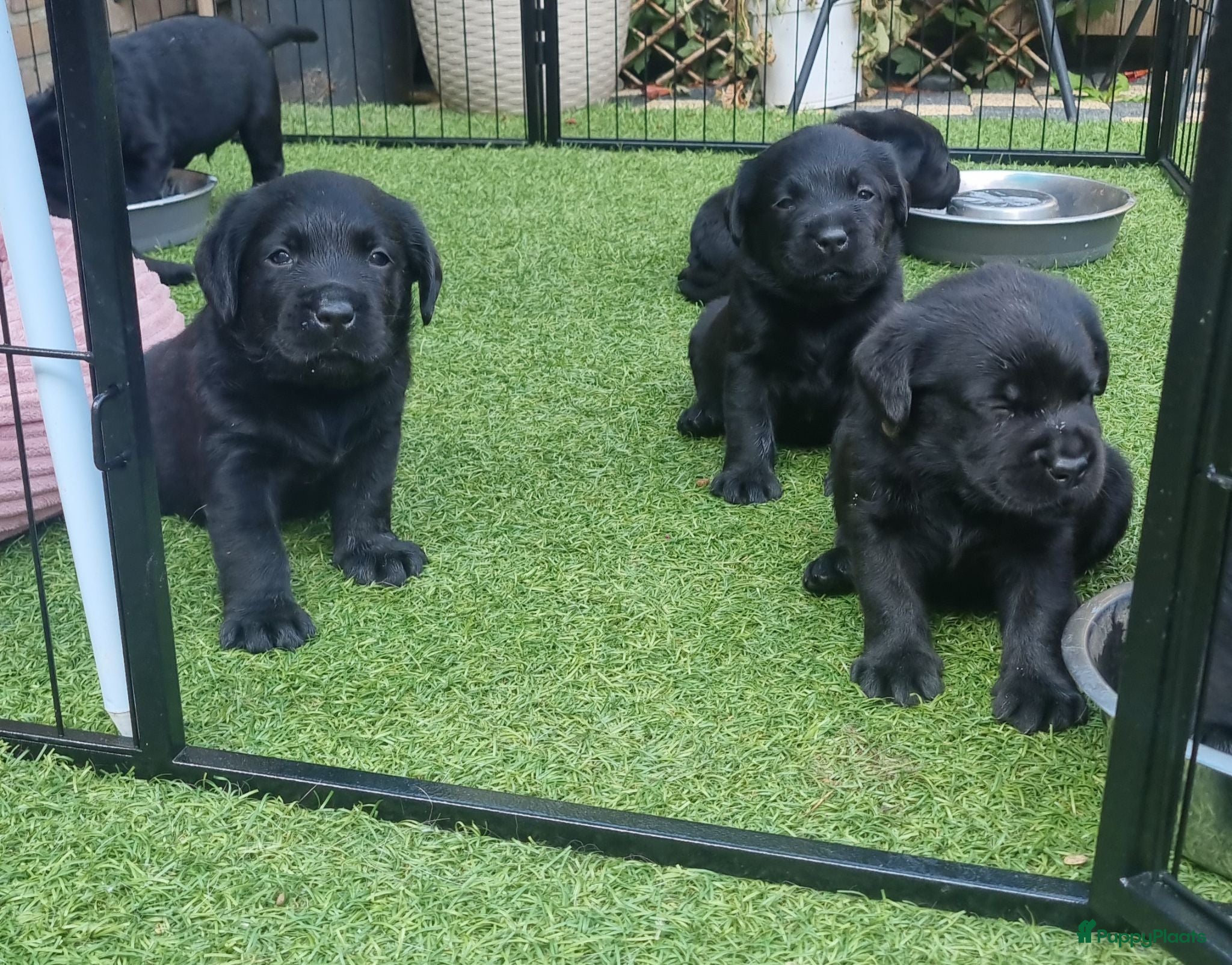Labrador Retriever honden Labrador Retriever Pups Met FCI Stamboom - Advertentie 2