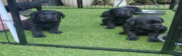 Labrador Retriever honden te koop: Labrador Retriever Pups Met FCI Stamboom - Advertentie 2