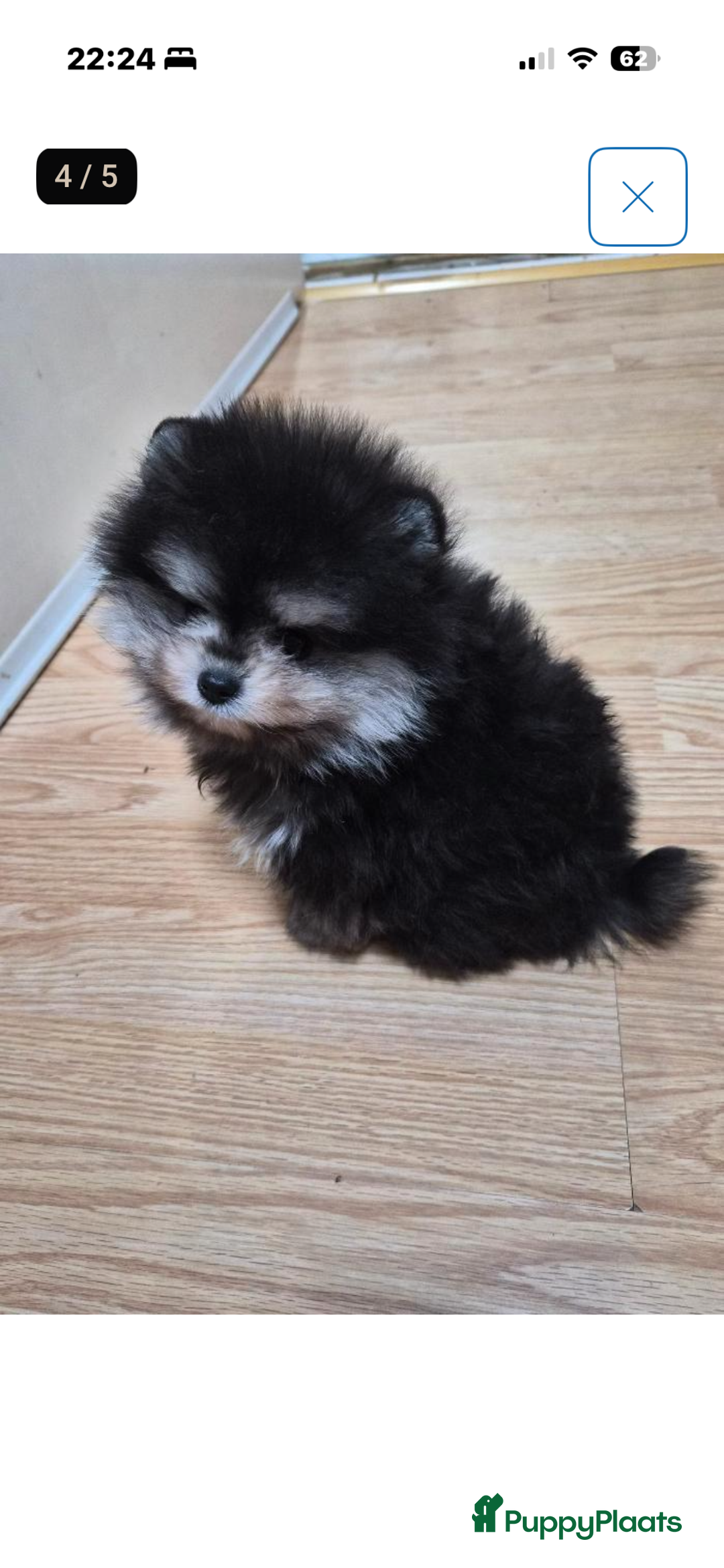 Pomeriaan honden te koop: Bearface mini Pompriaan teefje - Advertentie 3