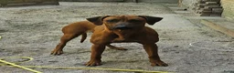 Rhodesian Ridgeback honden te koop: Rhodesian Ridgeback pups verwacht kennel Majaliwa  - Advertentie 3