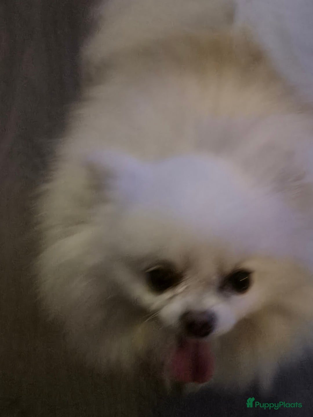 Pomeriaan honden te koop: Lieve mooie pomeriaan crème/wit - Advertentie 5