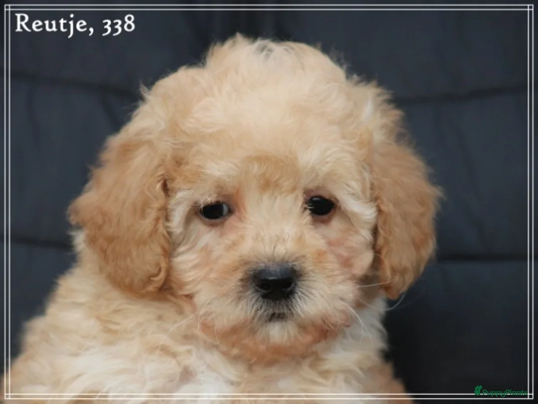 Maltipoo honden te koop: Maltipoo pups - Advertentie 16