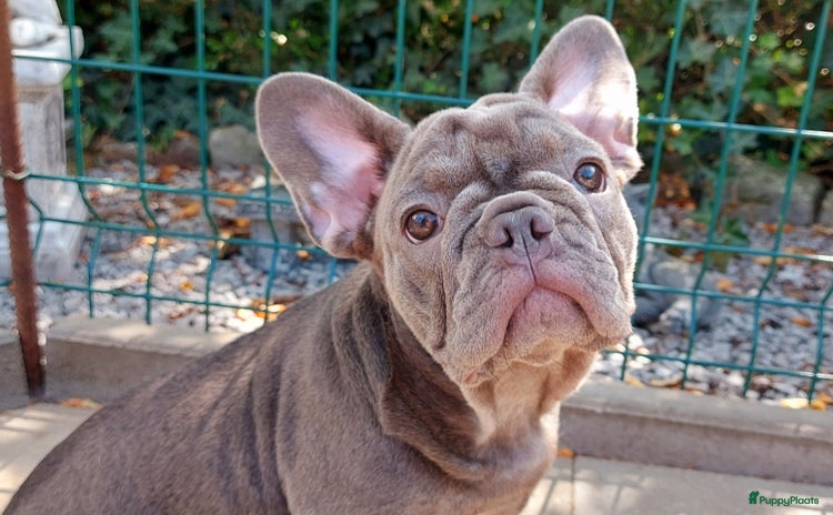 Franse Bulldog honden in Zoutleeuw - Advertentie 3