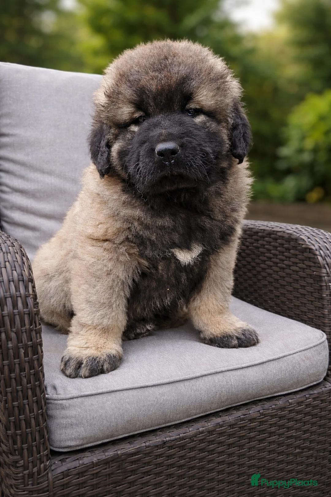 Kaukasische Owcharka honden te koop: Schitterende Kaukasische Owcharka pups 🔥🔥 - Advertentie 29