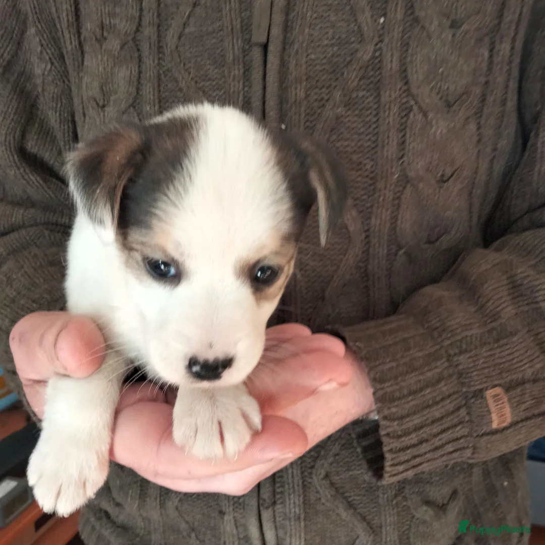 Jack Russel Terriër honden te koop: Lieve en sociale Jack Russel pups beschikbaar in Westdorpe - Advertentie 2
