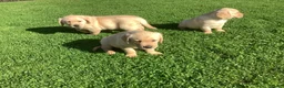 Labrador Retriever honden te koop: Labradorpuppies  van stamboomouders  - Advertentie 5