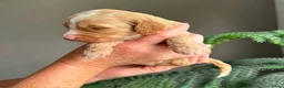 Australian Labradoodle honden te koop: Australian Labradoodle pups - Advertentie 30