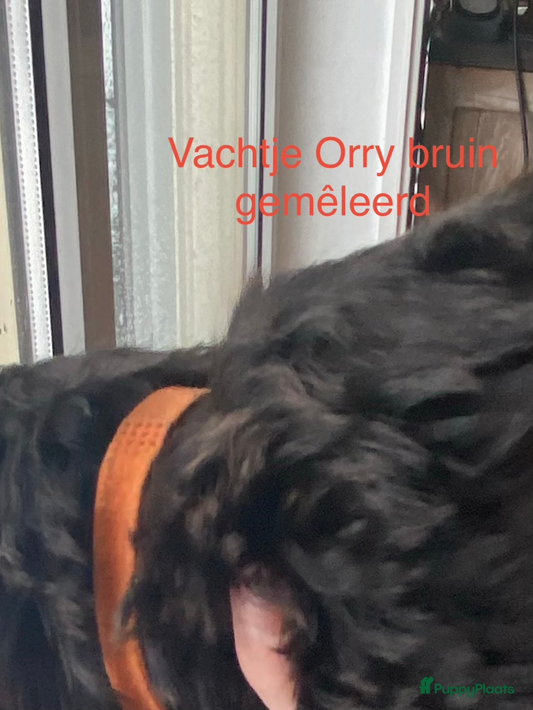 Labradoodle honden te koop: Labradoodle(multigen) mini/midi groeien op in huis - Advertentie 9