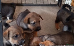 Jack Russel Terriër honden te koop: Pups: Jack Russel X Keeshond - Afbeelding 2