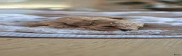 Kruising honden te koop: 2 super schattige toy/dwerg poedeltjes in Sint Philipsland - Advertentie 4