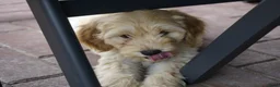 Kruising honden te koop: Lieve kruising labradoodle pups te koop! - Advertentie 11