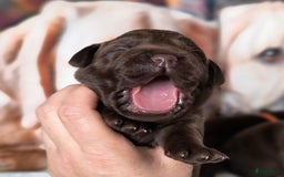 Labrador Retriever honden te koop: Labrador pups uit verantwoorde combinatie - Afbeelding 11