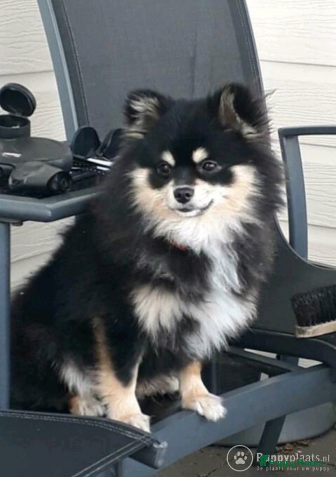 Pomchi honden ter dekking: Pomeriaan/chihuahua Dekreu in Wekerom - Afbeelding 3