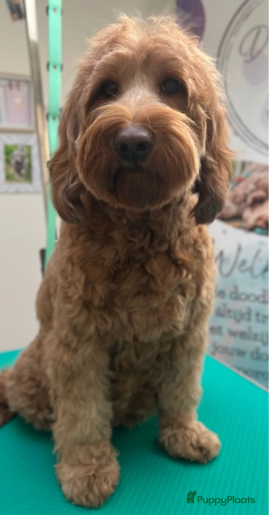 Australian Labradoodle honden te koop: ⭐️⭐️⭐️⭐️⭐️ sterren huisje gezocht  - Advertentie 3
