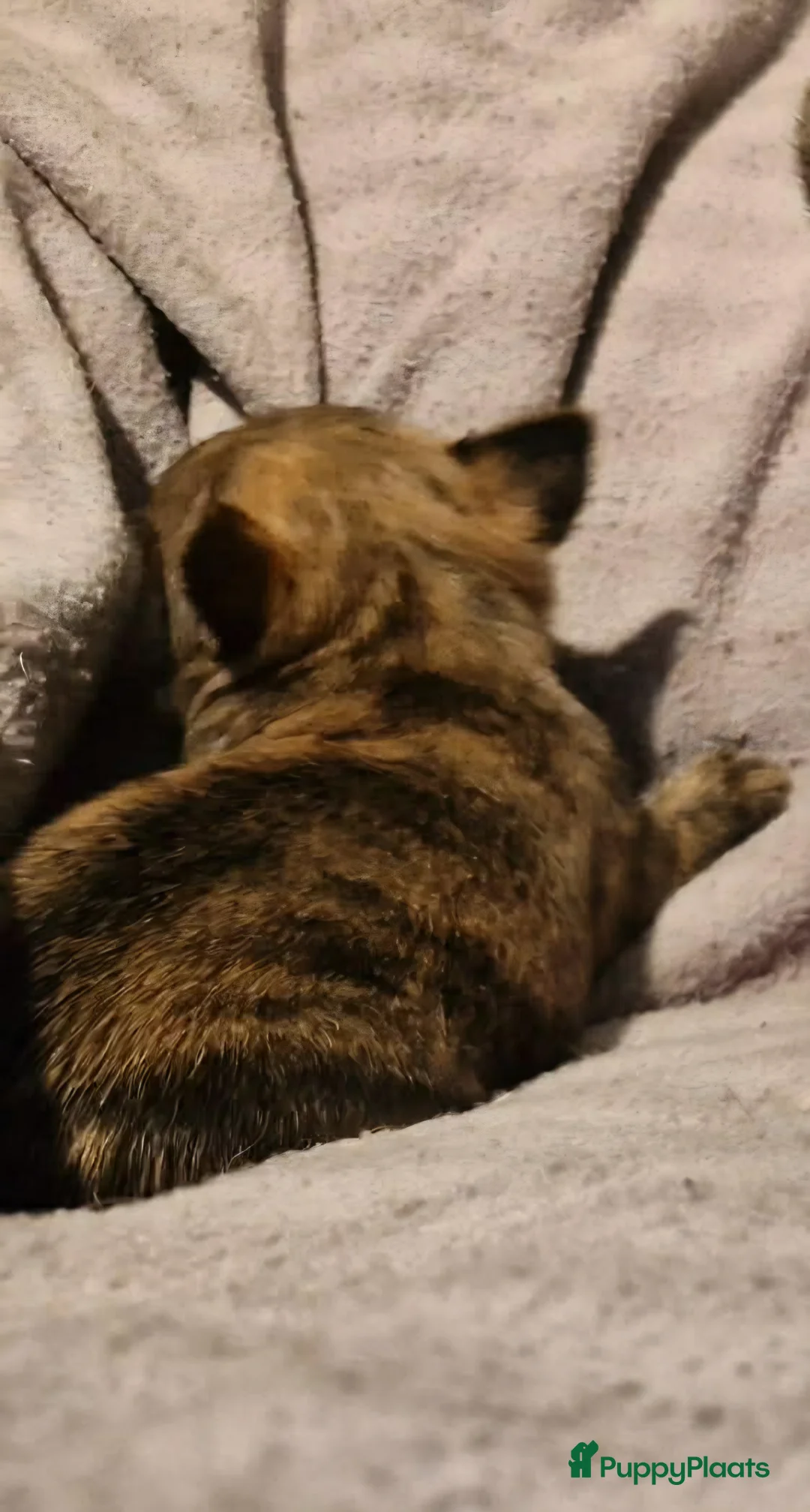 Chihuahua honden te koop: Uniek brindle chichuahua teefje - Advertentie 13