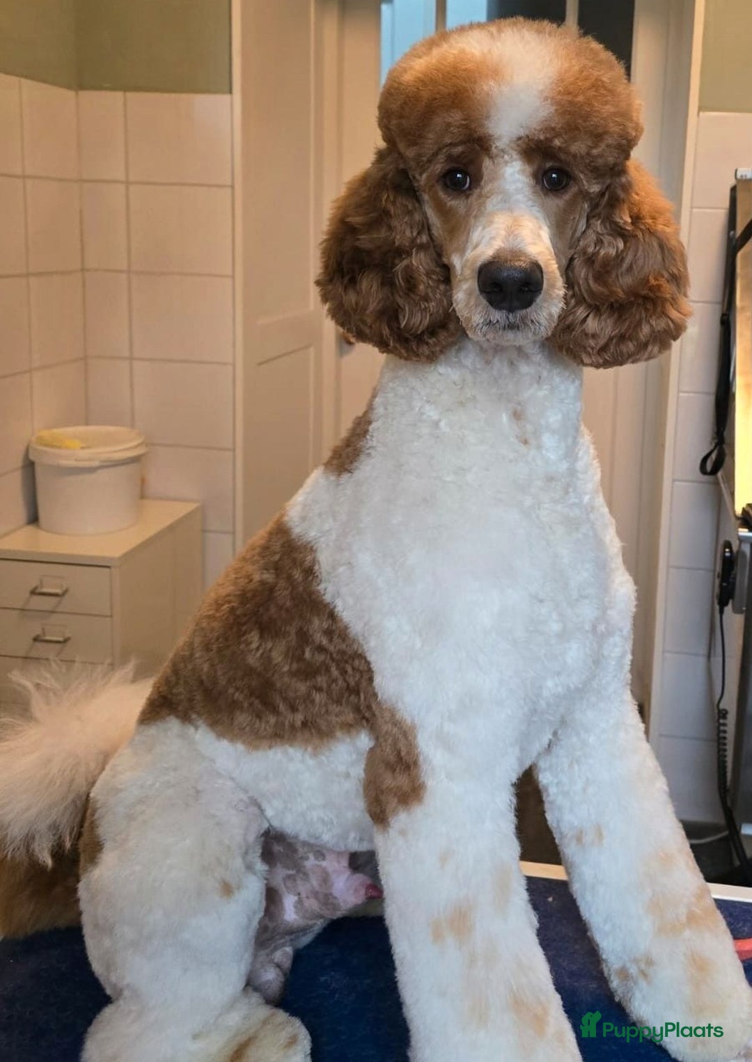 Poedel honden te koop: Schitterende Koningspoedel pups - Advertentie 9