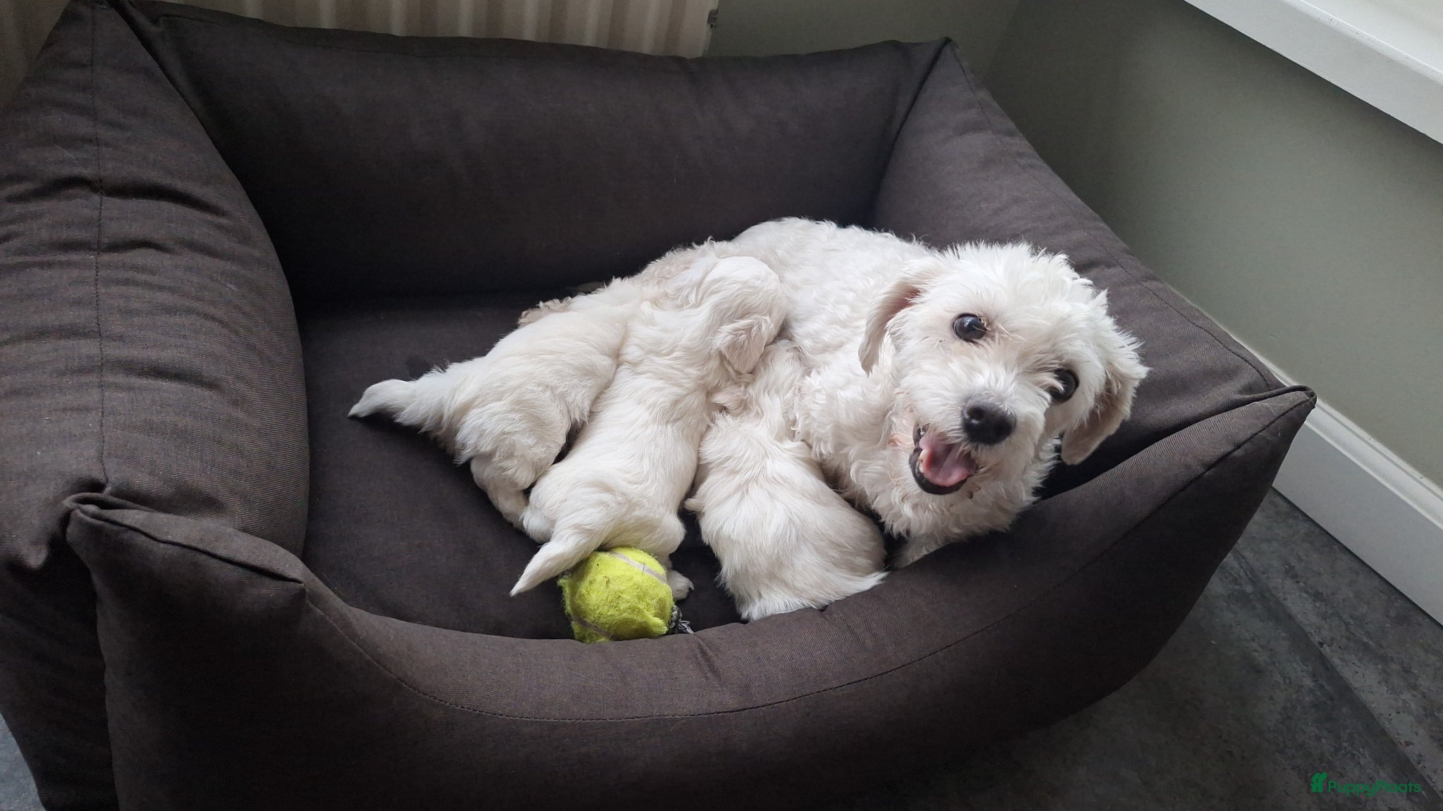 Maltezer honden Maltezer pups. Rasecht. Vader en moeder aanwezig - Advertentie 1