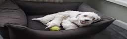 Maltezer honden te koop: Maltezer pups. Rasecht. Vader en moeder aanwezig - Advertentie 1